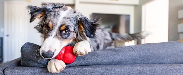 How to Introduce Your Dog to a Kong® Classic