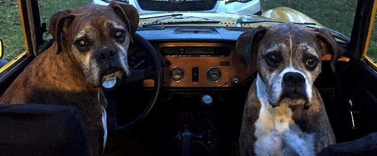 Dogs in a Car