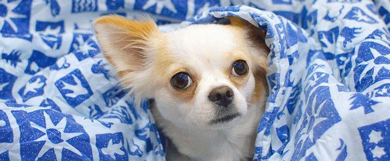 chihuahua under blanket