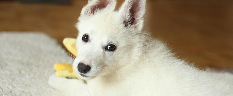 Puppy Training