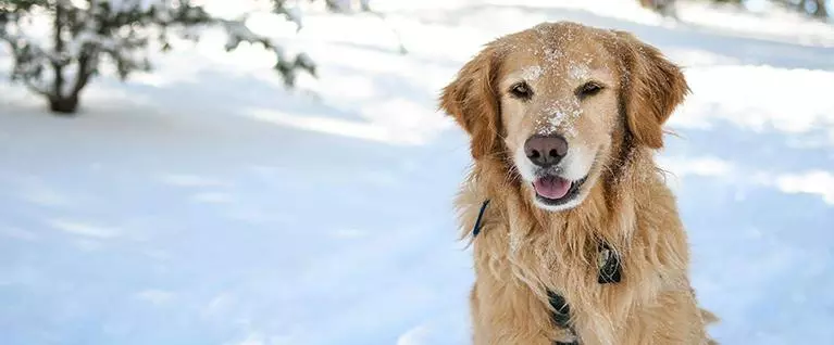 Dog sitting in the snow