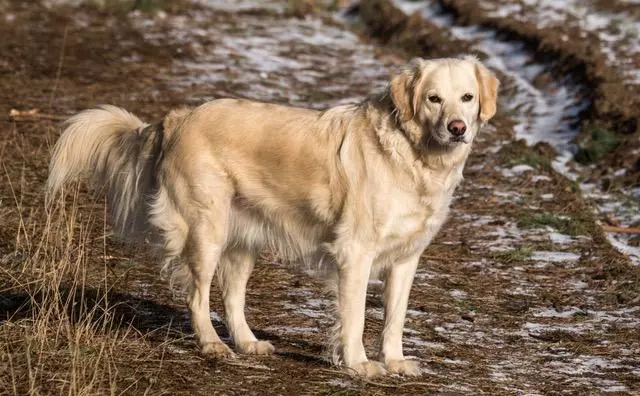 dog in nature