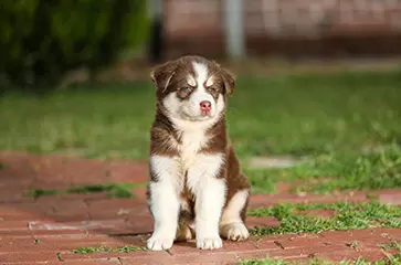 Puppy Training