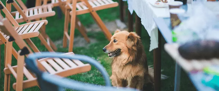 dog under table