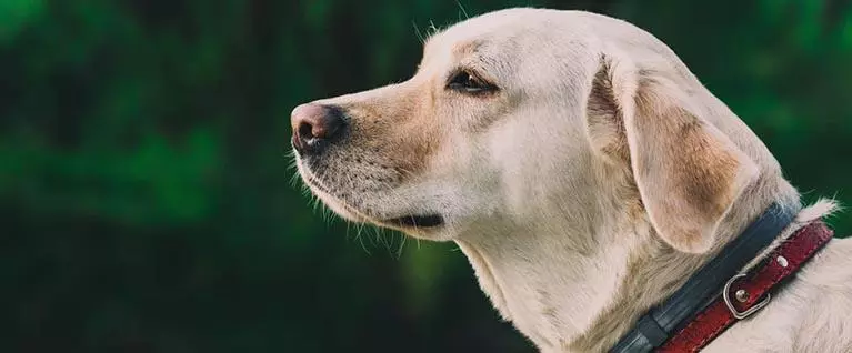 nature animal dog pet