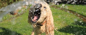 Summer Safety Tips for Dogs